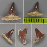 Тамбовский синьор Меристо Тамбовский синьор Меристо