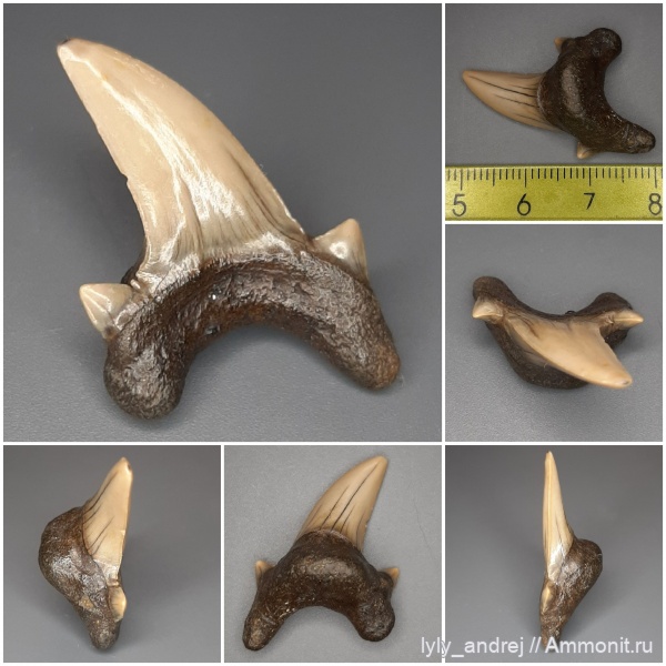 хрящевые рыбы, сеноман, зубы акул, Александровка, Dwardius