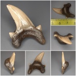 Александровский богатырь