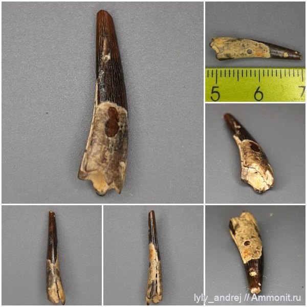 птерозавры, зубы, зубы рептилий, Pterosaurus