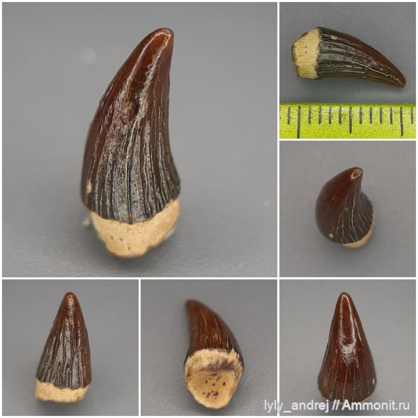 водные рептилии, зубы, зубы рептилий, Leptocleidia, ящеры