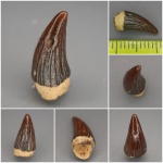 "Янтарная" Leptocleidia "Янтарная" Leptocleidia