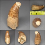 Саратовский Плезиозавр-обжора