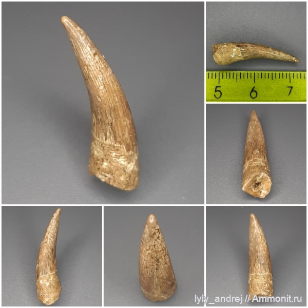 водные рептилии, Elasmosauridae, кампан, зубы рептилий, Elasmosaurus, Эласмозавры