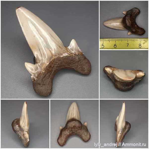 хрящевые рыбы, сеноман, зубы акул, Dwardius