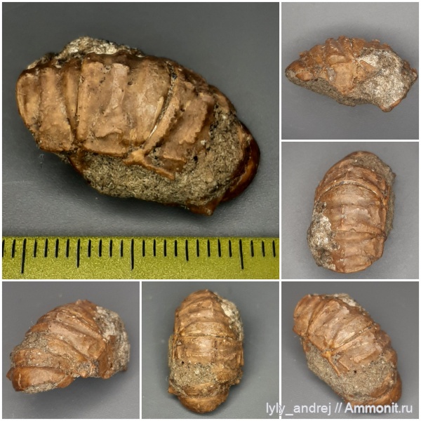 ракообразные, раки, сеноман, сантон, клешни, Алексанбровка