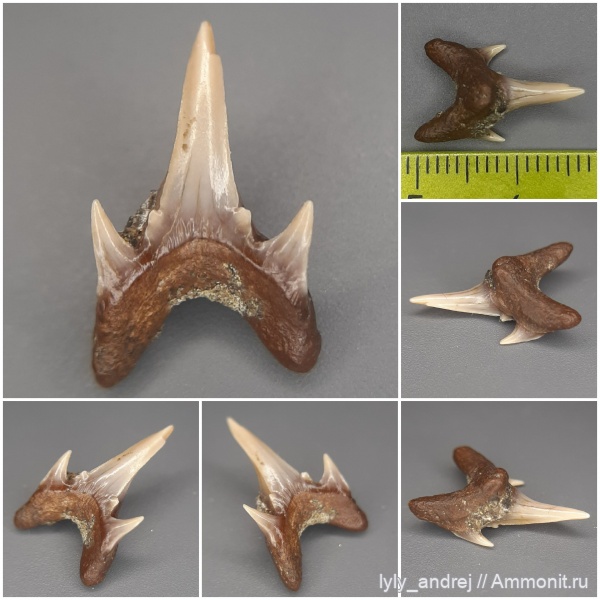 хрящевые рыбы, акулы, сеноман, зубы акул, Protolamna, патология, аномалия