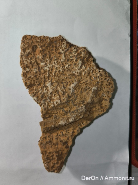 девон, беспозвоночные, ихнофоссилии, Курская область, михайловский гок