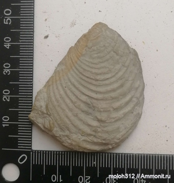 моллюски, мел, мезозой, двустворчатые моллюски, беспозвоночные, Inoceramus