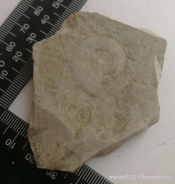 моллюски, мел, головоногие моллюски, мезозой, беспозвоночные