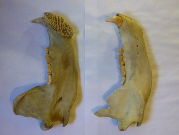 плейстоцен, пещерный медведь, Ursus