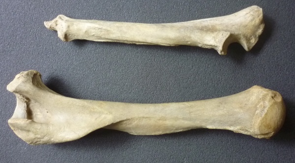 плейстоцен, пещерный медведь, Ursus