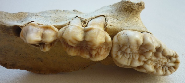 плейстоцен, пещерный медведь, Ursus