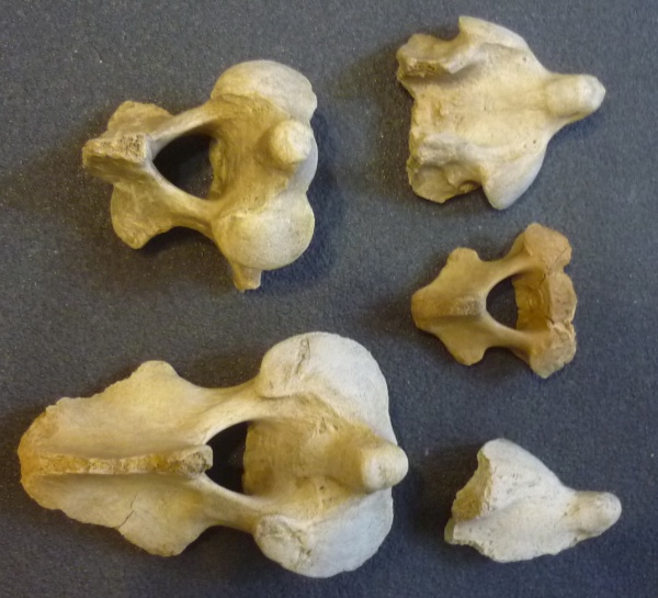 плейстоцен, пещерный медведь, Ursus