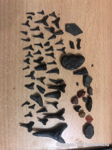 Jaekelotodus trigonalis, Carcharias acutissima, Squatina sp, Striatolamia Macrota Sibirica