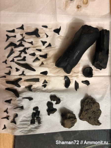 Jaekelotodus trigonalis, Carcharias acutissima, Squatina sp, Striatolamia Macrota Sibirica