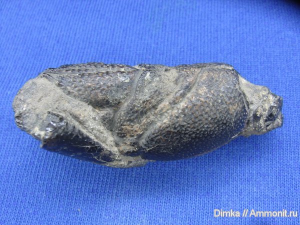 членистоногие, раки, Мневники, Eryma mosquensis, Eryma