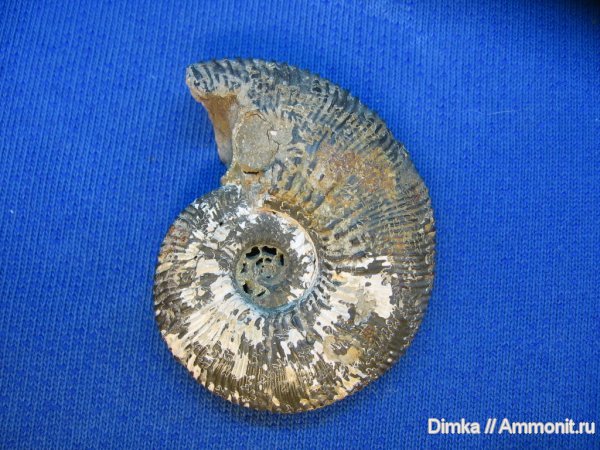 аммониты, Михайлов, Kosmoceras, средний келловей, Kosmoceratidae, Ammonites, Middle Callovian