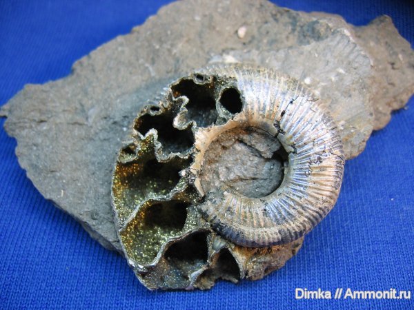 аммониты, Михайлов, Binatisphinctes, средний келловей, Binatisphinctes rjasanensis, Ammonites, Middle Callovian