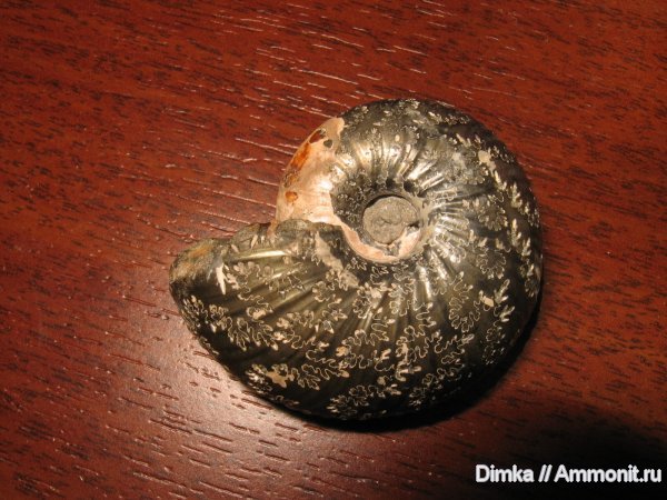 аммониты, Михайлов, Funiferites, средний келловей, Ammonites, лопастные линии, Middle Callovian