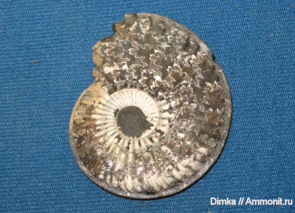 аммониты, Бронницы, Amoeboceras, Рыбаки, Amoeboceras serratum, Cardioceratidae, Ammonites, лопастные линии