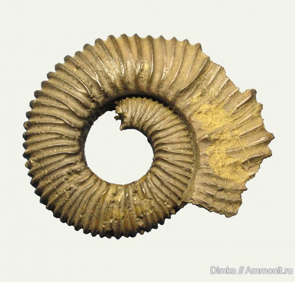 аммониты, Бронницы, оксфорд, келловей, Peltoceras, р. Москва, Ammonites, Oxfordian, Callovian, Middle Jurassic