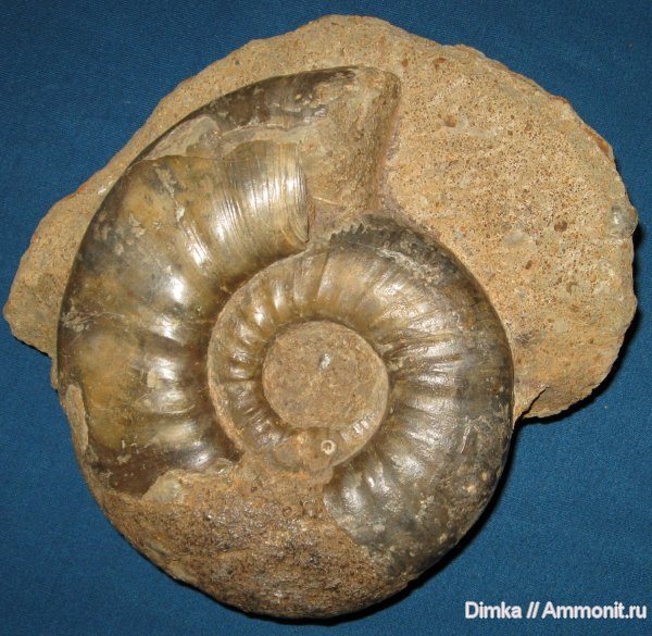аммониты, Indosphinctes, Homeoplanulites, Никитино, мергель, Perisphinctidae, Ammonites, р. Ока