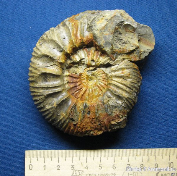 аммониты, Zaraiskites, волжский ярус, Zaraiskites scythicus, Ammonites, Volgian
