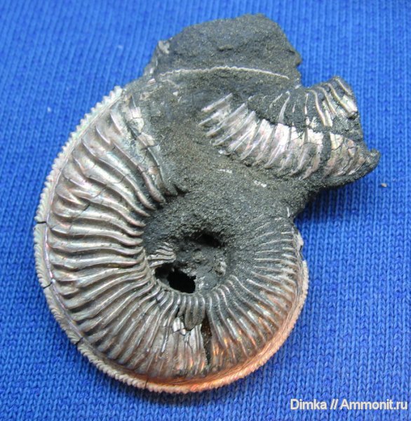 аммониты, Бронницы, Amoeboceras, р. Москва, верхний оксфорд, Amoeboceras alternoides, Cardioceratidae, Ammonites, Oxfordian, Upper Oxfordian