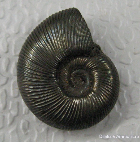 аммониты, Бронницы, Марково, Perisphinctes, Perisphinctidae, Ammonites, Subdiscosphinctes