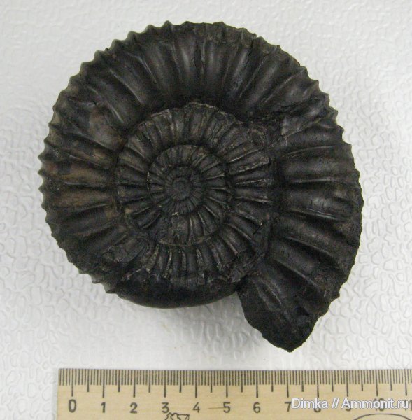 аммониты, юра, Pavlovia, Москворечье-Братеево, средний подъярус волжского яруса, прижизненные повреждения, Pavlovia menneri, Ammonites, Dorsoplanitidae, Jurassic