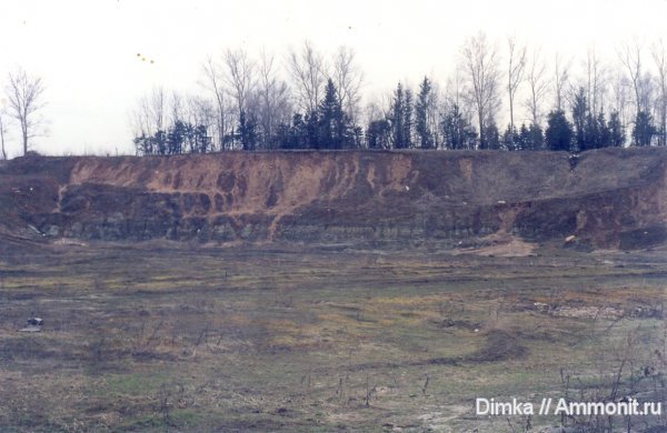 аммониты, Спиридово, нижний мел, Arcthoplites, Ammonites, Lower Cretaceous