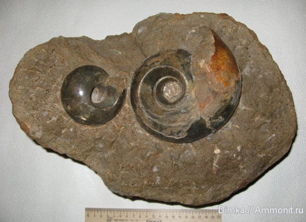 аммониты, юра, нижний келловей, келловей, Rondiceras, Никитино, Rondiceras tcheffkini, Ammonites, Callovian, Jurassic, Middle Jurassic, Lower Callovian