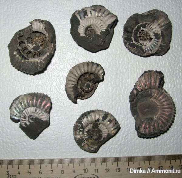 аммониты, кимеридж, Кимры, р. Волга, нижний кимеридж, Ammonites, Crussoliceras, Kimmeridgian, Upper Jurassic