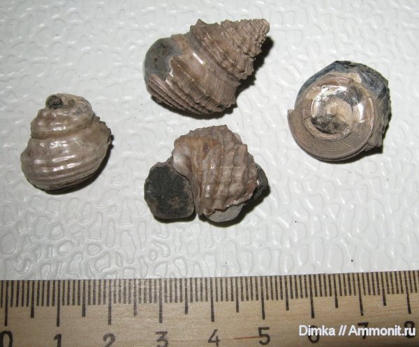 гастроподы, Кимры, р. Волга, нижний кимеридж