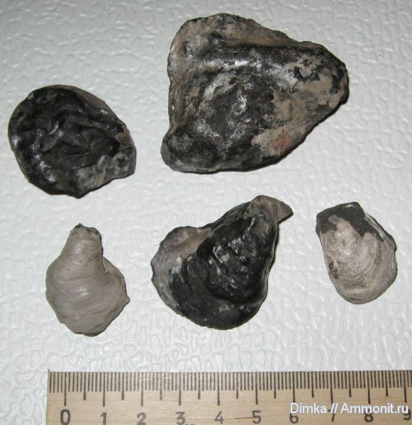 Gryphaea, Кимры, р. Волга, нижний кимеридж