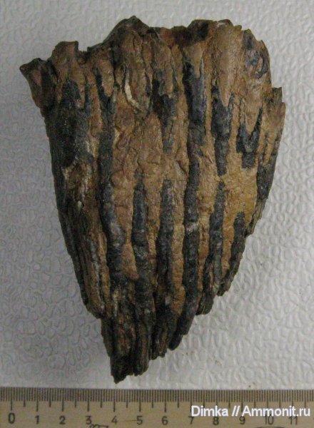 ледниковый период, Кимры, зубы мамонтов