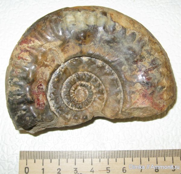 аммониты, юра, Rossiensiceras, келловей, средний келловей, Никитино, Ammonites, Rossiensiceras quenstedti, Callovian, Jurassic, Middle Jurassic, Middle Callovian