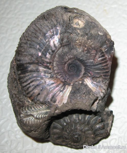 Amoeboceras, Мневники, верхний оксфорд, Desmosphinctes, Oxfordian, Upper Oxfordian