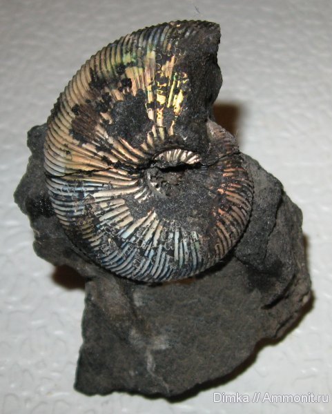 Virgatites, волжский ярус, Мневники, Virgatites gerassimovi, Volgian