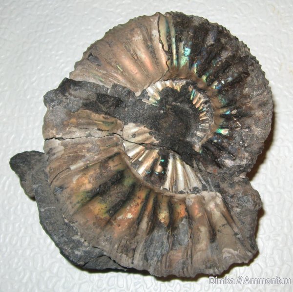 Virgatites, волжский ярус, Мневники, Virgatites gerassimovi, Volgian