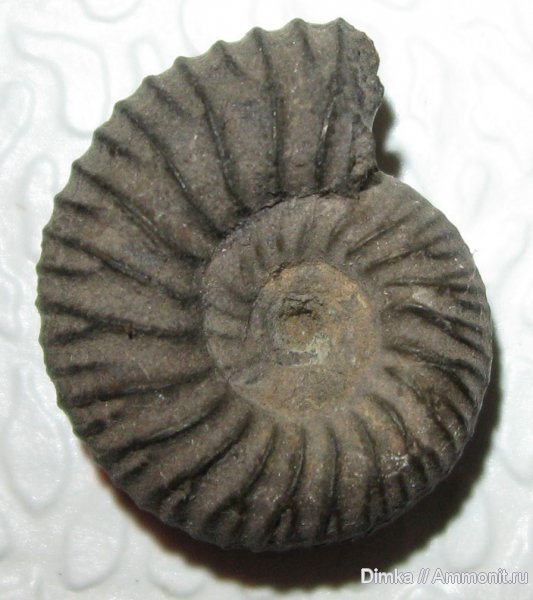 Мневники, верхний оксфорд, Desmosphinctes, Oxfordian, Upper Oxfordian