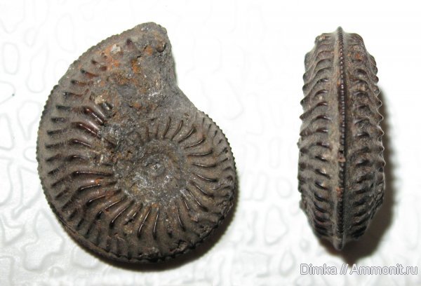 Amoeboceras, Мневники, верхний оксфорд, Cardioceratidae, Oxfordian, Upper Oxfordian