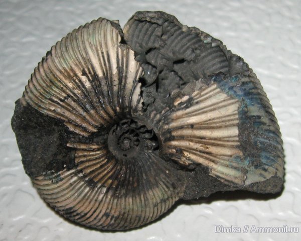 аммониты, Virgatites, волжский ярус, Мневники, Virgatites gerassimovi, Ammonites, Volgian