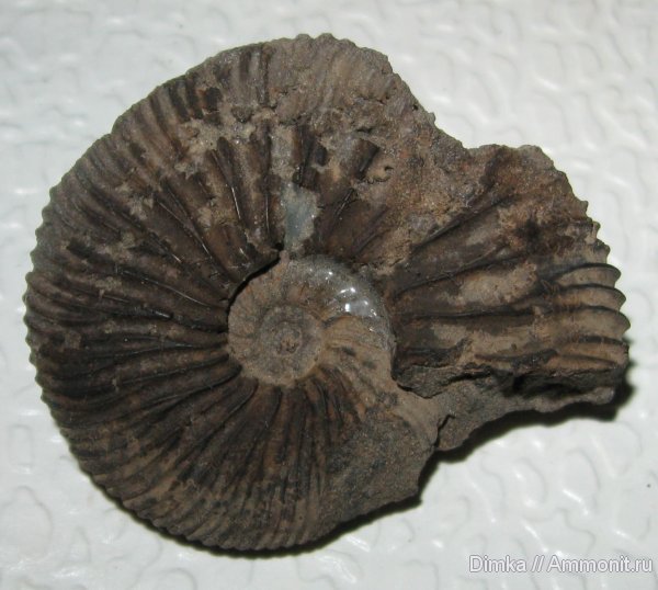 аммониты, Zaraiskites, волжский ярус, Мневники, Zaraiskites michalskii, Ammonites, Volgian