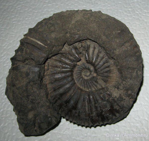 аммониты, Zaraiskites, Мневники, Zaraiskites michalskii, зона Dorsoplanites panderi, Ammonites