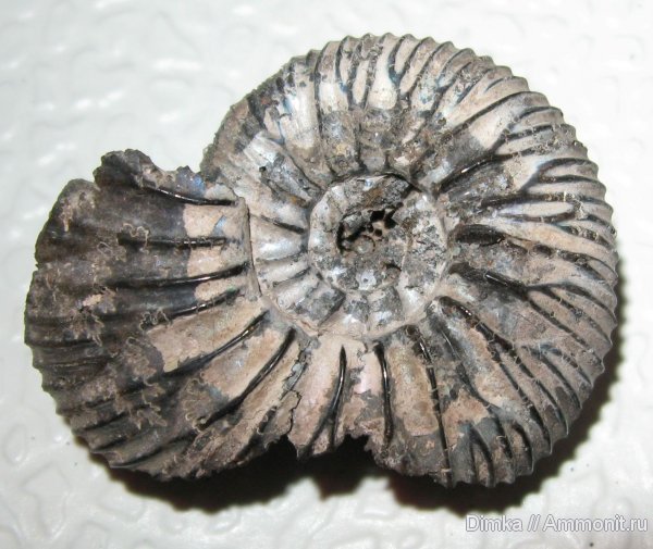 Virgatites, Мневники, Virgatites pallasianus, зона Virgatites gerassimovi