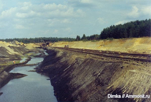 аммониты, Воскресенск, Елкино, Ammonites
