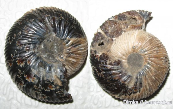 аммониты, Якутия, нижний мел, Polyptychites, Саха (Якутия), Polyptychites middendorffi, Ammonites, Lower Cretaceous