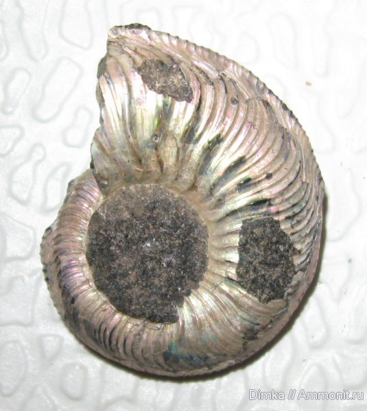 аммониты, Cardioceras, Саха (Якутия), Cardioceras tenuicostatum, средний оксфорд, р. Анабар, Ammonites